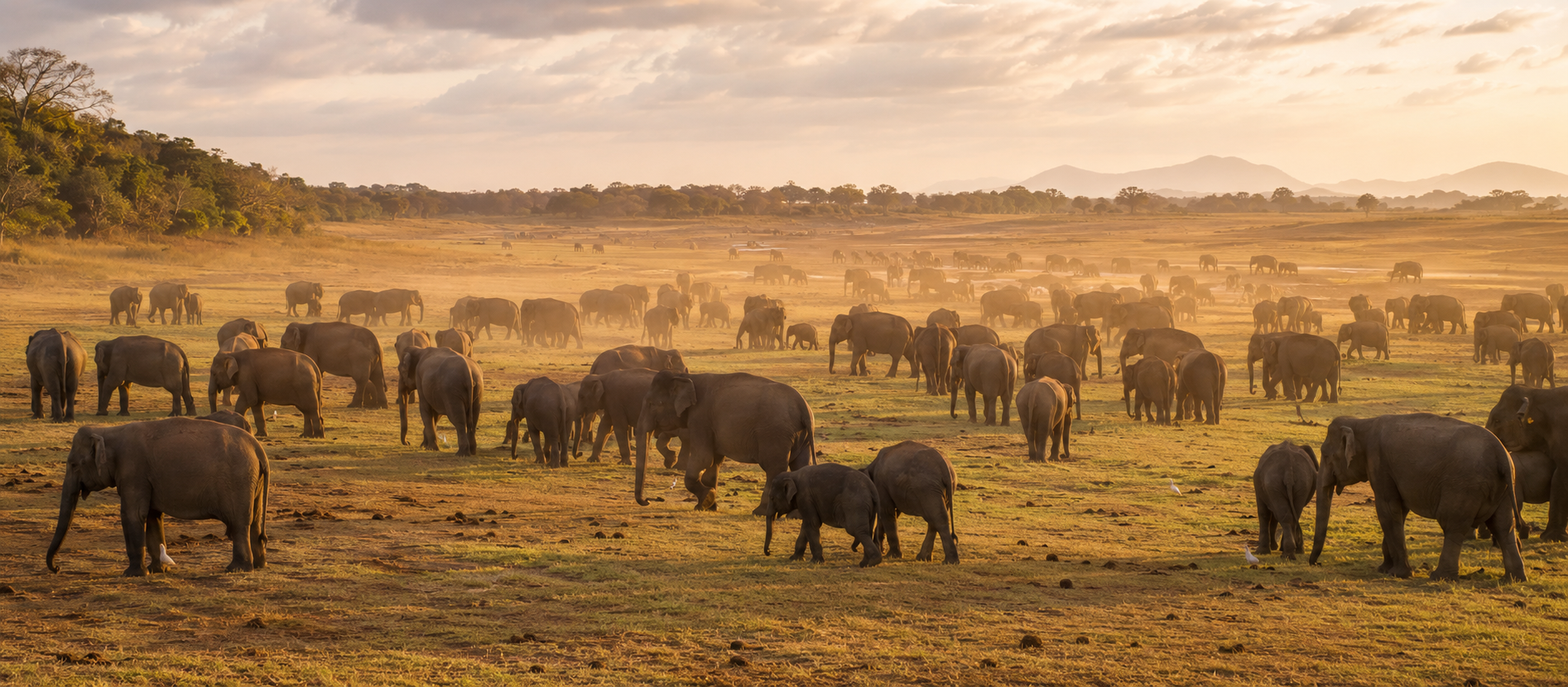 Minneriya (The Elephant Gathering)