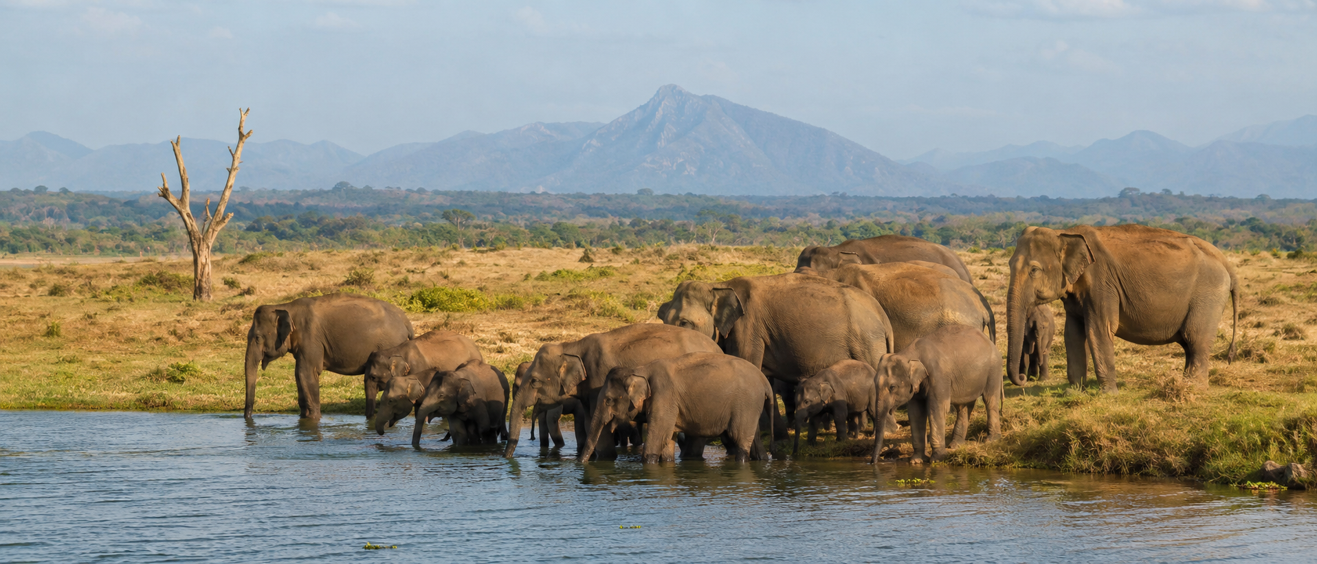 Udawalawe (Elephant Safaris & Wilderness)