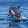 Dolphin Watching